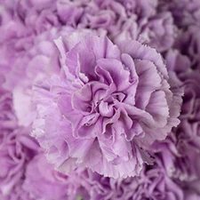 100 Lavender Carnation Seeds Dianthus Flowers Seed Flower Perennial 223 US Selle