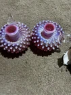 FENTON Vintage CRANBERRY OPALESCENT HOBNAIL Candle Holders 2x
