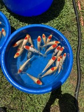6-10 inches Tancho Kohaku And Tancho SankeJapanese Koi Atlanta