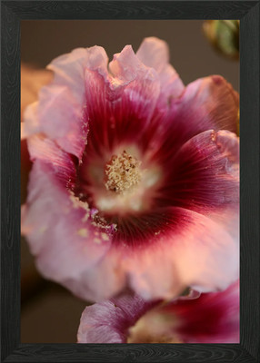 Lila Alcea Blume Makro gerahmtes Wandbild Poster Leinwanddruck Bild