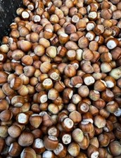 Haseln&uuml;sse Frisch Schale  Neue Ernte Nusse 2026 | Eigener Anbau | 10 &euro;/kg