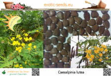 Caesalpinia lutea - Gelber Pfauenstrauch - 10 Samen mit Stecketikett