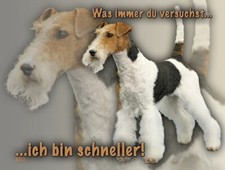 FOXTERRIER Drahthaar Hundewarnschild SCHILD Türschild Metall Hundeschild NEU #4