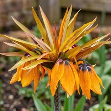 Fritillaria 'Sunset' (Fritillary) Bulbs x3 | Autumn Planting