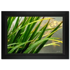 Jongas, "Morning Splash" Framed Limited Edition Photograph on Canvas, Numbered a