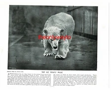 Ice Bear's Walk, (And After Bath, Reverse), Book Illustration (Print), c1895