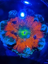 CE- WYSIWYG Forbidden Apple Rock Flower Anemones  Live Coral Frag LPS SPS #RFA10