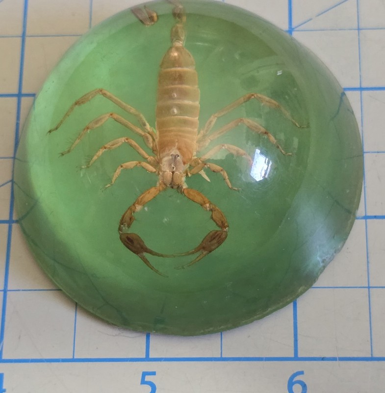 VERY Cool Vintage Taxidermy SCORPION Paper Weight!