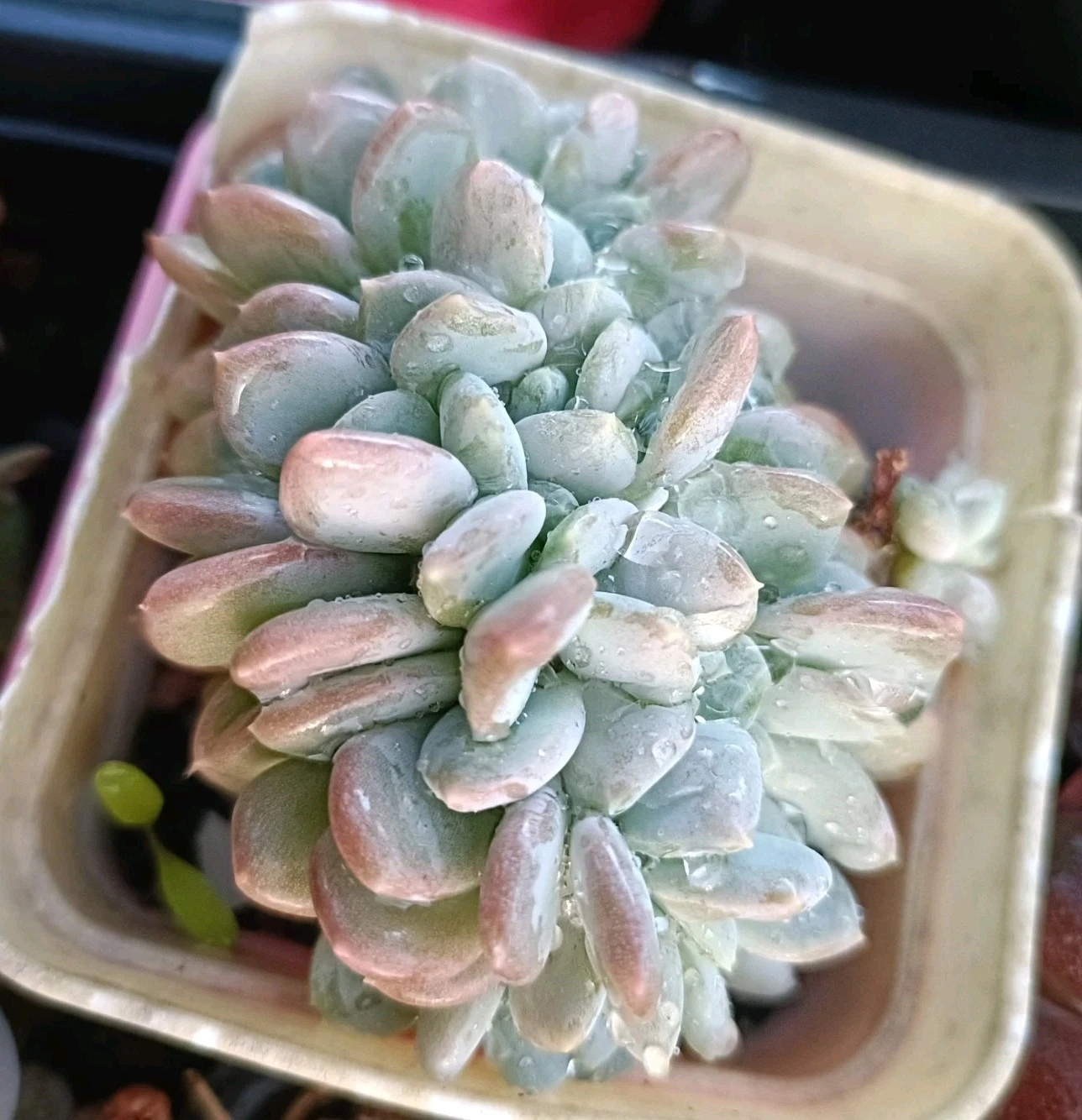 Echeveria 'Laulindsayana' cristata nice Crest Succulent plant
Opens in a new window or tab