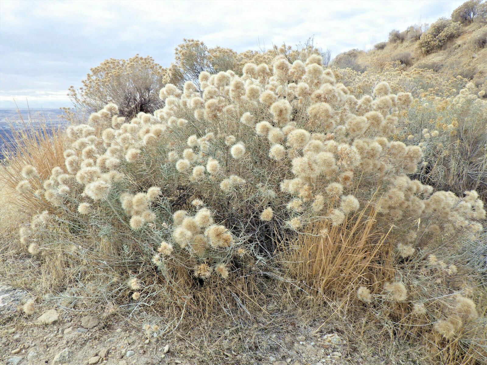 100 RUBBER RABBITBRUSH Chamisa Ericameria Desert Shrub Yellow Flower