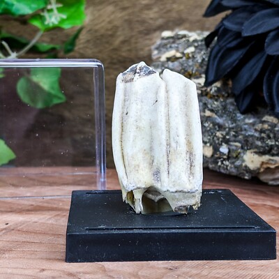Taxidermy Fossil Bison Tooth Display Oddities Curiosities educational gift decor