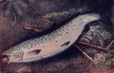 SALMON-FLY ROD-FISHING~ 1910s ARTIST POSTCARD