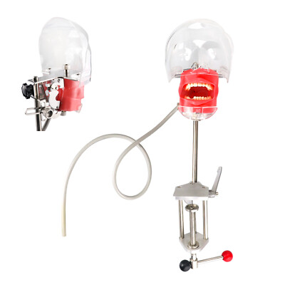 Dental Head Model Simulator Phantom Dentist Teaching Head Model 28pcs Teeth