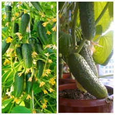Seeds Cucumber Indoor Super Harvest Giant Self-pollinating Vegetable NON GMO 