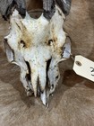 Unique Goat Taxidermy  Goat Ram Skull Horns Mount  Unique Oddity Decor Goth 3264 — photo 4