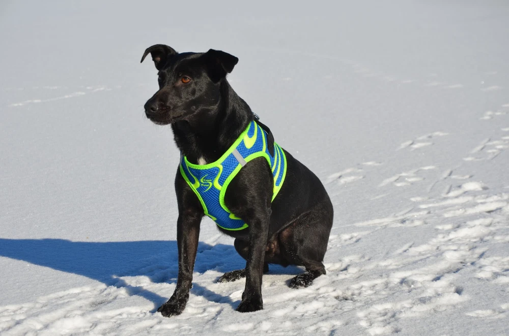 DOG HARNESS Ultra Step In CHOKE FREE American River Doggie DESIGN ALL SIZES