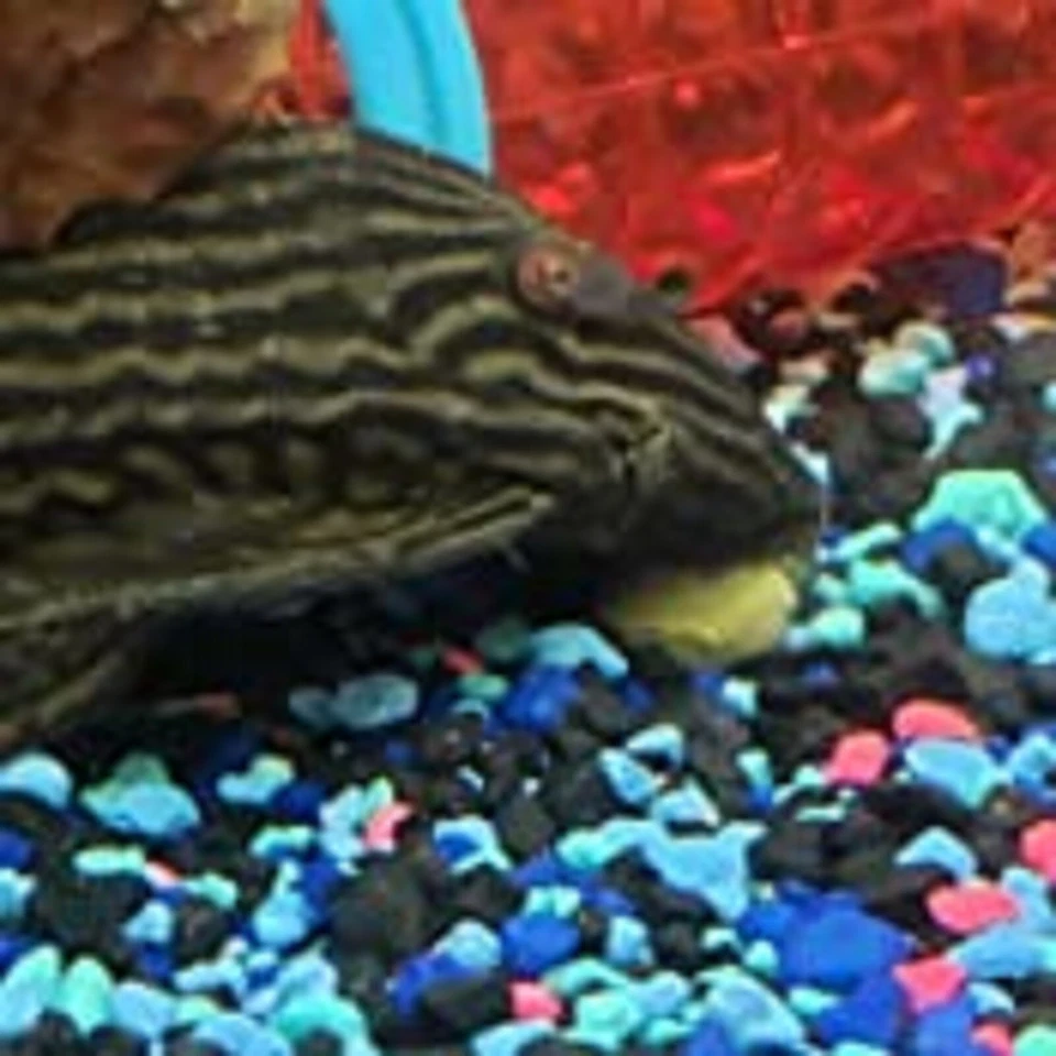 Obleas hundibles de espirulina y algas. Camarones, plecos, bagres. Zeigler Style AFI Foto 3 de 4