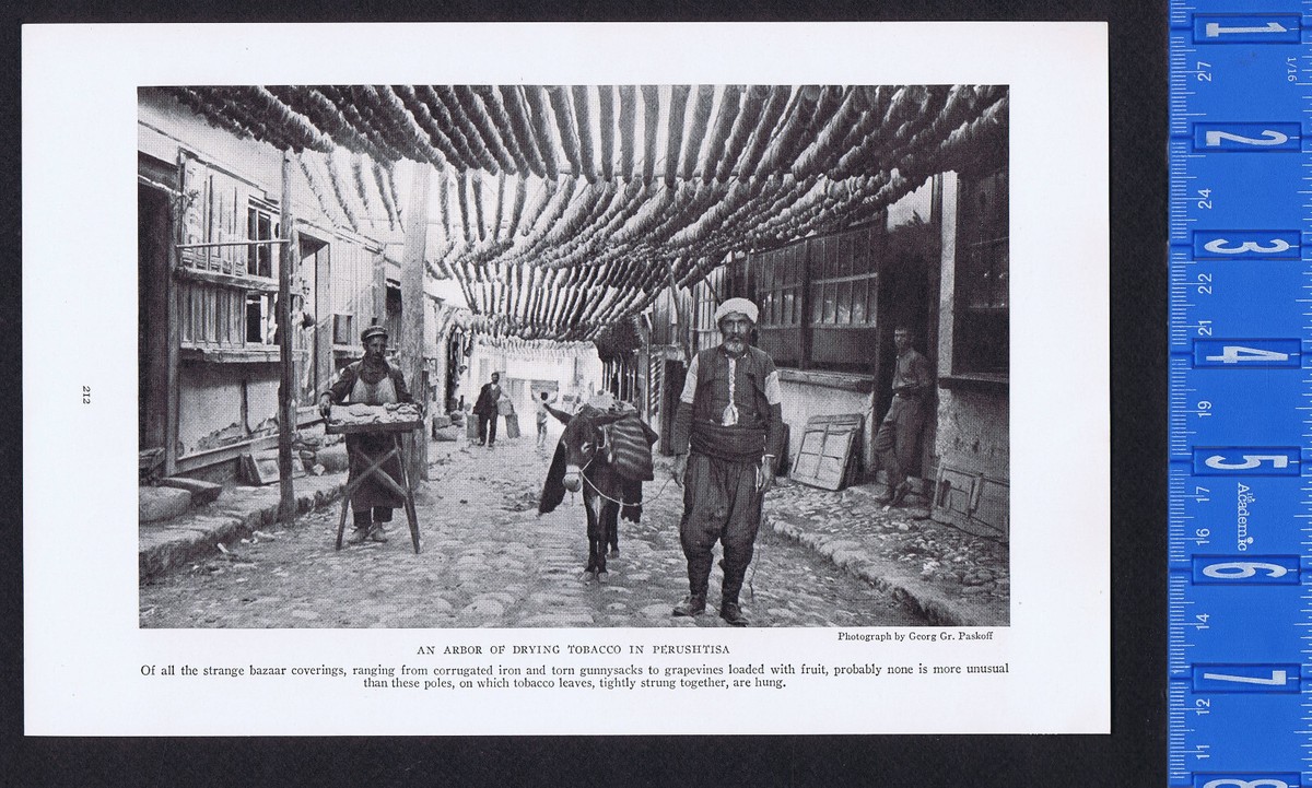 A Bazaar Arbor of Drying Tobacco in Perushtisa, Bulgaria -1932 Historical  Print