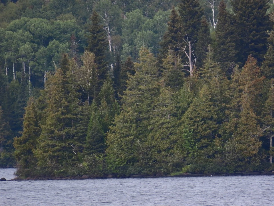 500 Thuja Tree Seeds (Thuja occidentalis) White Cedar Arborvitae - (500 Seeds) - Image 4 of 4