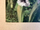 Edithe Beutler Signed Orchid Oil Colored Photo Hawaii c1940 + her book signed — photo 3