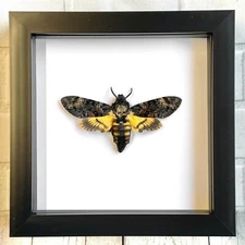 Death's Head Hawk Moth (Acherontia atropos) Insect Shadow Box Display Frame
