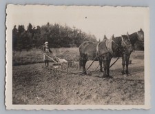 Landwirtschaft Bauer Pferdegespann Pflug Arbeit - Altes Foto