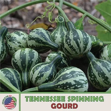 10 Tennessee Spinning / Dancing Gourd Seeds, Heirloom, Non-GMO, Genuine USA