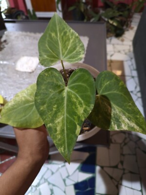 Anthurium Clarinervium x Kejora Variegated 4 Leaves Free Ptosanitary | eBay