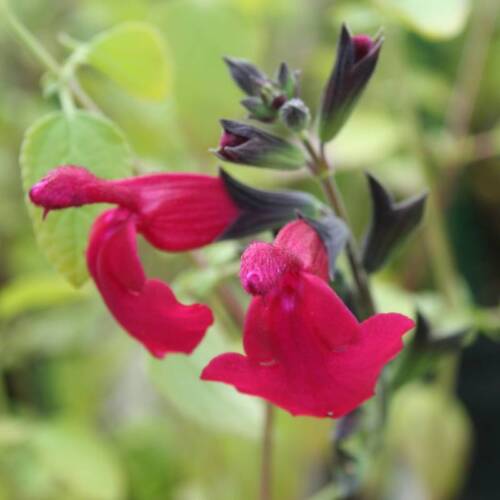 PERENNIAL SALVIA PLUG PLANTS PICK + MIX PAY ONLY ONE POSTAGE COST MIXED FLOWERS - Picture 54 of 88