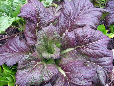 #ad Red Giant Mustard Seeds Brassica juncea NON GMO Garden Growing FREE SHIPPING $17.95