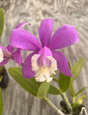 Cattleya Harrisonia ‘Hartsfords Fav’ X Blu Llama 4” Pot *spikes