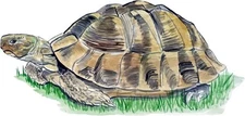 Tortoise Turtle Vinyl Decals Stickers Graphics Arts Home Mirror Room Wall Decor