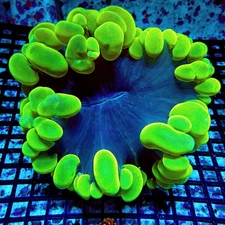 WYSIWYG - Bubble Coral Premium