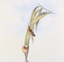John Gould PIGMY HERMIT Hummingbirds Vintage Art Print Bookplate 41