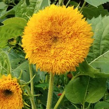 Tall Teddy Bear Sunflower Seeds - For 2026 Planting Giant Sun Gold Tall Big Huge