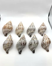Lot of 8 Large Banded Tulip Shells  Southwest Florida 3" Length A07