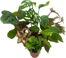 Premium Foliage Assortment, Colorful Plant Set, 6 Different House Plants, in 2 I
