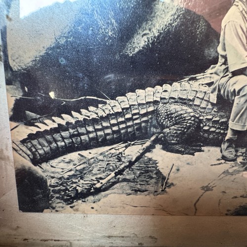 Vintage Rare Black & White Boy Sitting On A Crocodile Photo Wooden Frame - Picture 8 of 10