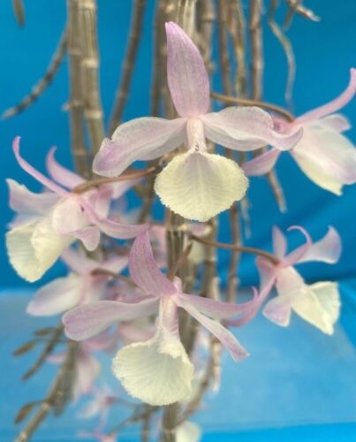 Dendrobium pierardii Keikei 1.5” Pot Pink White Orchid Species Pendulous Growth - Picture 1 of 6