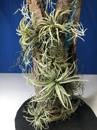 Artificial Succulent Air Plant Home Office Mounted on Real Wood Bark and Stone - Picture 7 of 22