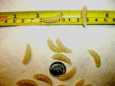150-7/8"-crappie panfish-scent-grub-soft wax worm-jig-glow-lure-maggot-larva-lot