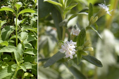 SAFLAX - Hierba dulce - 100 semillas - Stevia - Imagen 9 de 9