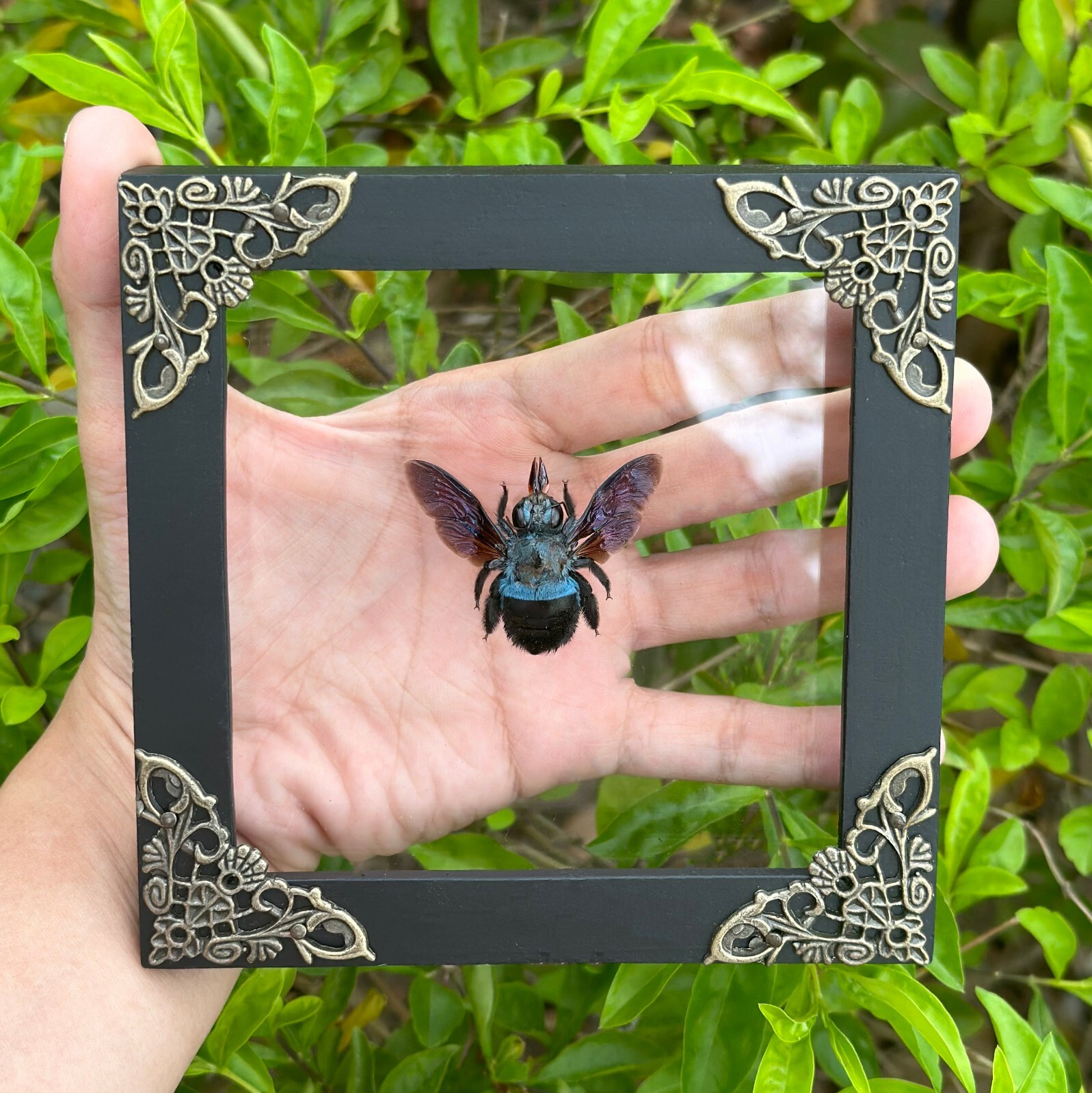 Preserved Blue Carpenter Bee Framed Taxidermy Insect Floating Wall Shelves Home
