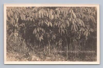 Malaysian Rubber Nursery RPPC-Sized Photo Antique Malay Peninsula ~1920s?
