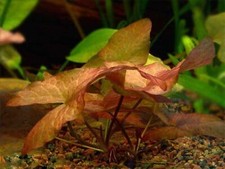 BUY 2 GET 1 FREE Red Water Lily Tiger Lotus Nymphaea Zenkeri Aquarium Plants