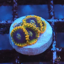 Rainbow Yoda Zoanthids - NOT WYSIWG | Live Softies Coral | Aquacultured