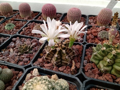 50 semillas mezcla de gimnocalycium - Imagen 5 de 6