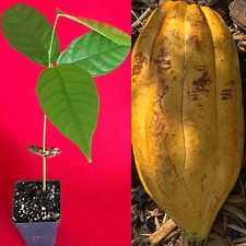 TRINITARIO Theobroma Cacao Cocoa Chocolate Fruit Tree Potted Plant Yellow