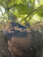 Powder Orange Isopods Porcellionides Pruinosus 20 Ct Bioactive Cleaning Crew