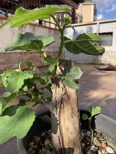 Bonsai - Pre bonsai Fico Da Lavorare-Ficus Carica